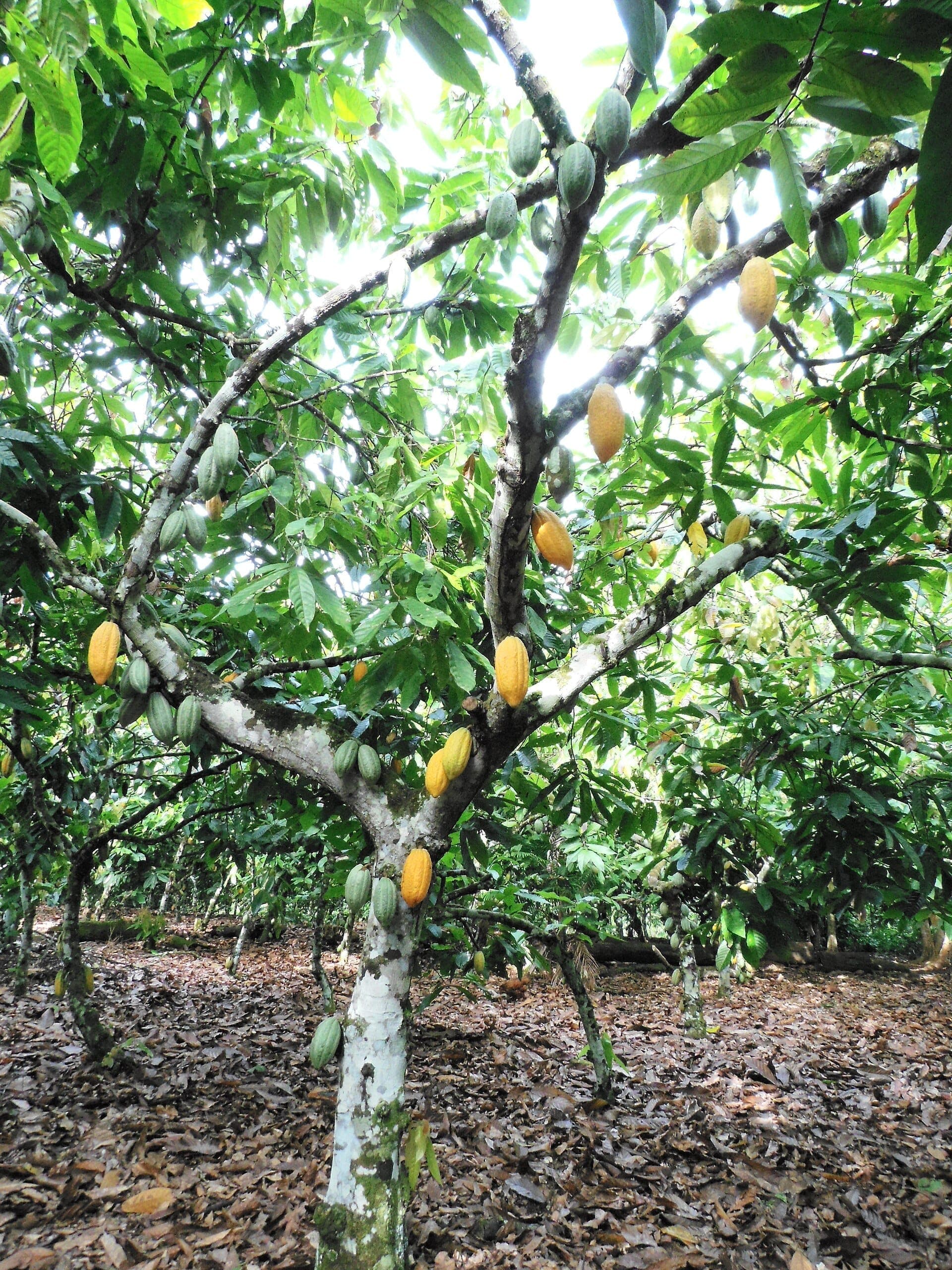 Cacaueiro no Pará · Mbonamico · 2016-06-09