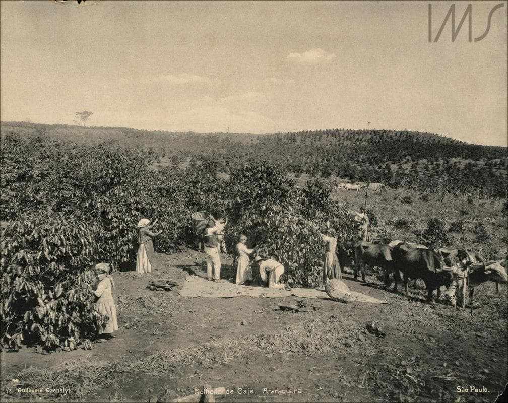 Colheita de café, por volta de 1900 · Guilherme Gaensly · circa 1900
