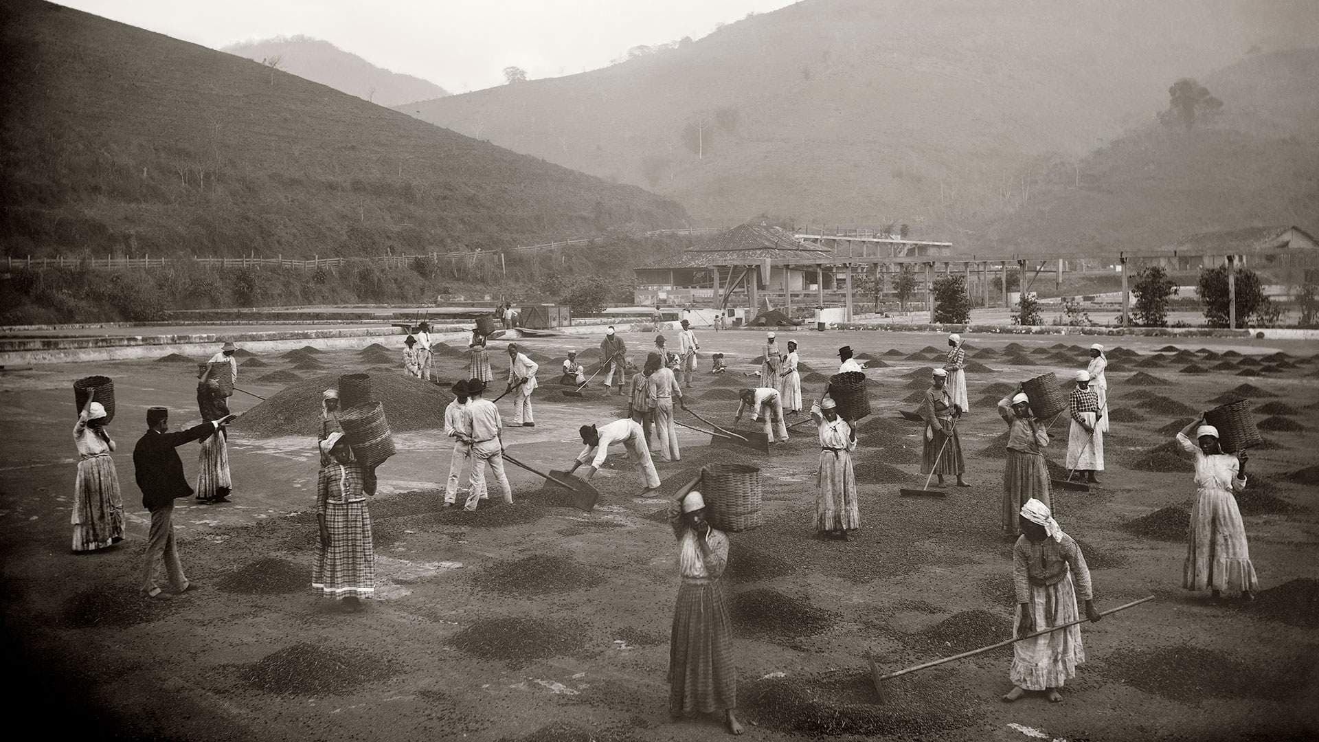 Pessoas escravizadas em cafezal do Vale do Paraíba, c. 1882 · Marc Ferrez · 1882