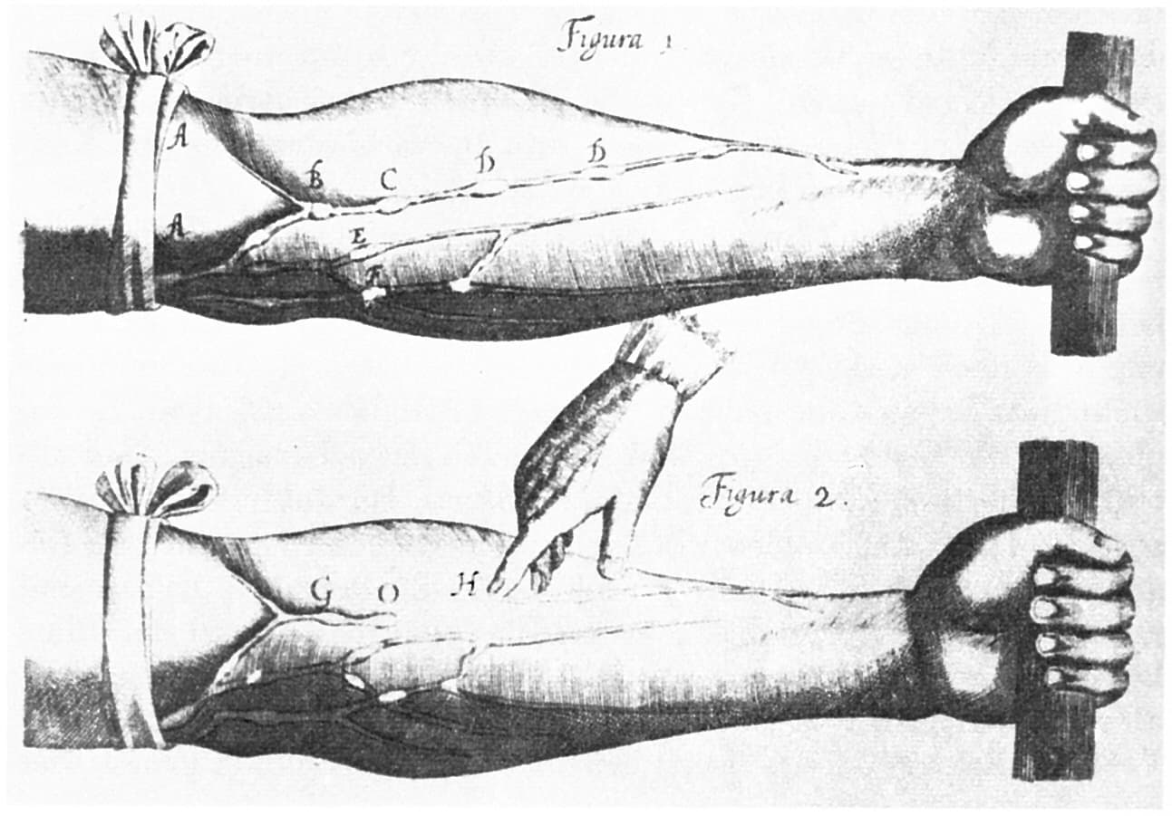 Braço com a veia apertada, gravura do tratado de William Harvey (1628) · Unknown author Unknown author · Unknown date